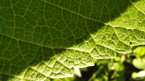 Green leaf