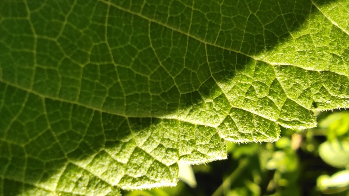 Green leaf