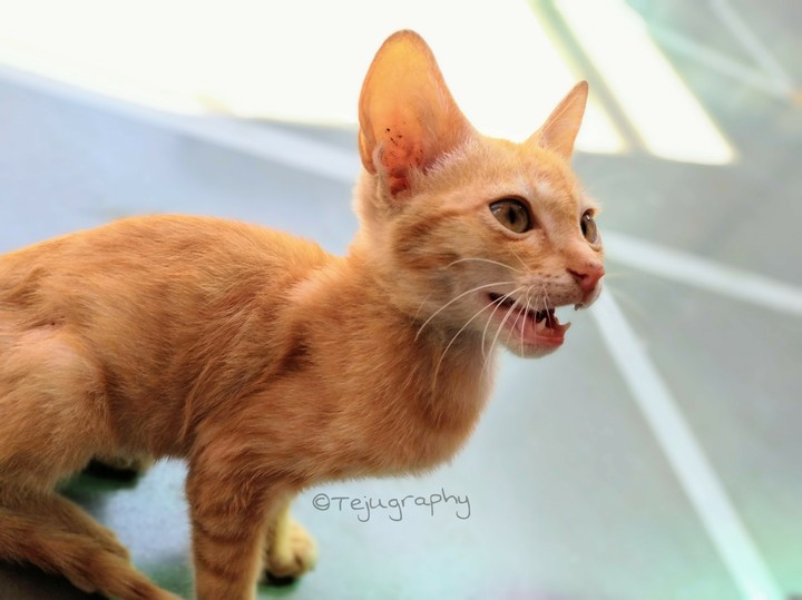 cats