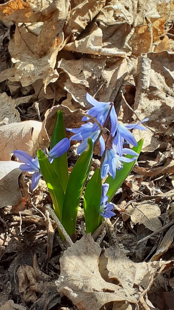 Spring