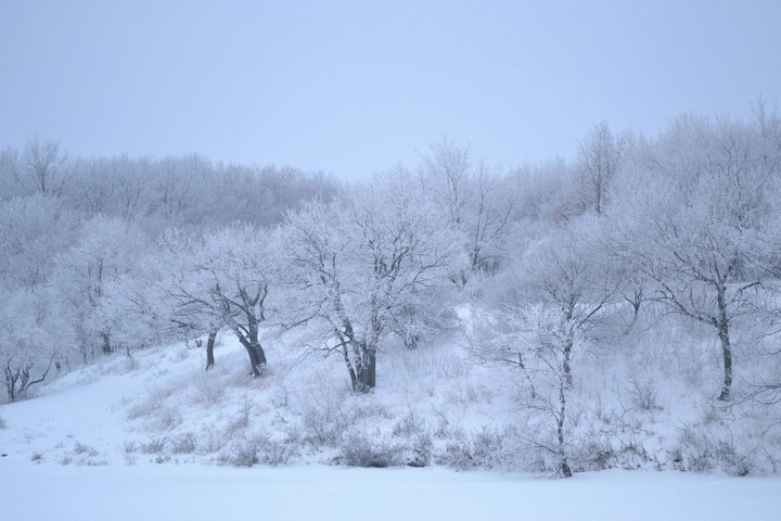 Winter forest