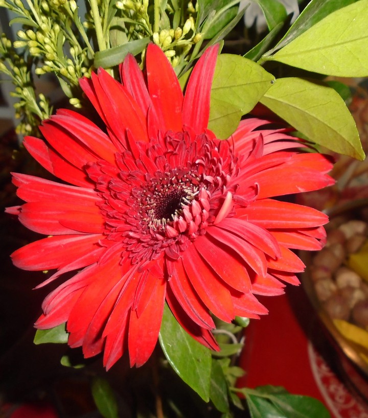 gerbera