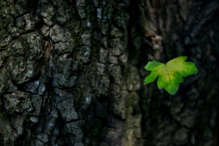 Grünes Blatt