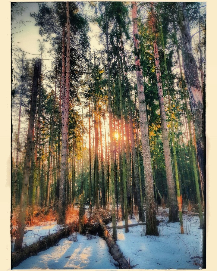 Forest in Russia
