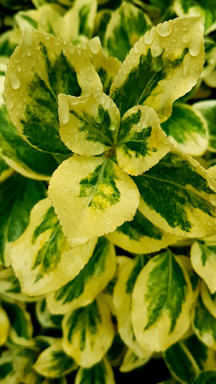 pied leaves