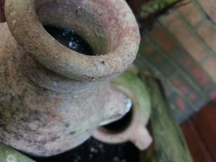pot