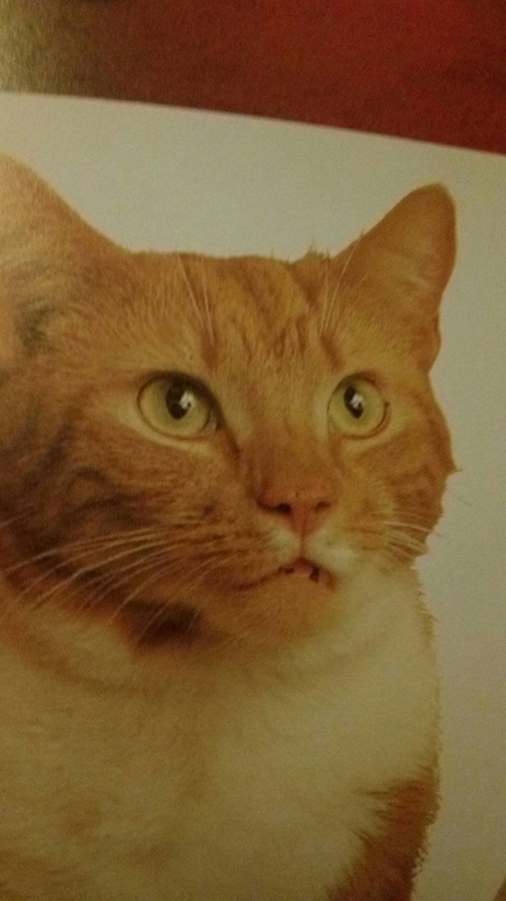 задумчивый кот