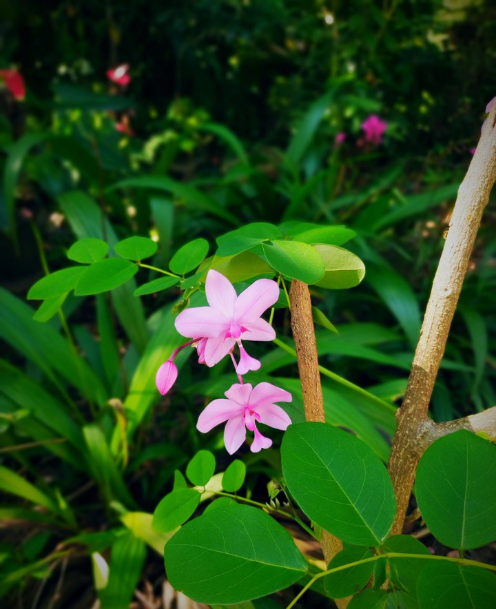 flowers