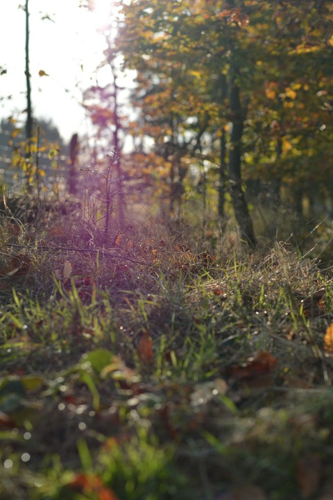 Autumn sunshine