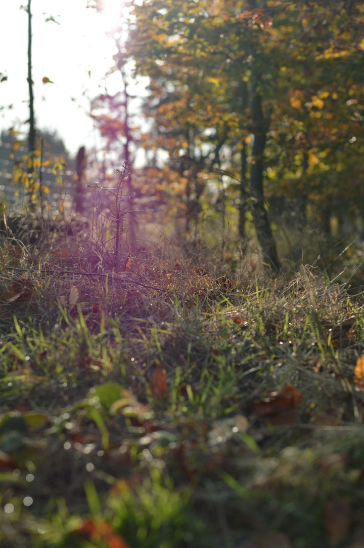 Autumn sunshine