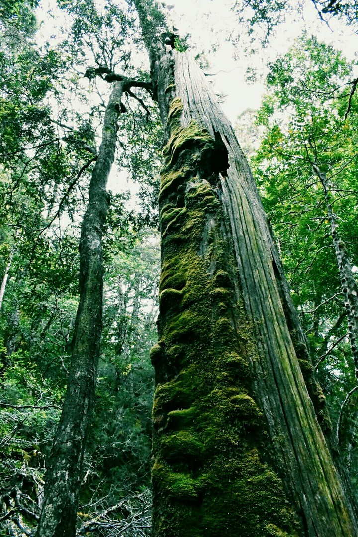 Just a big tree