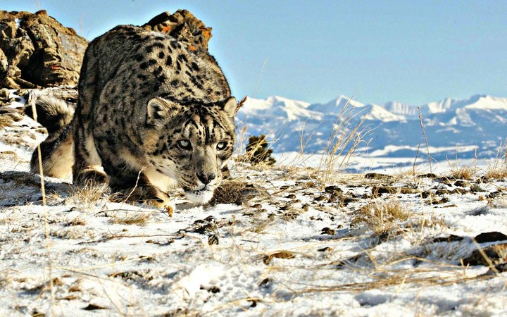 snow leopard