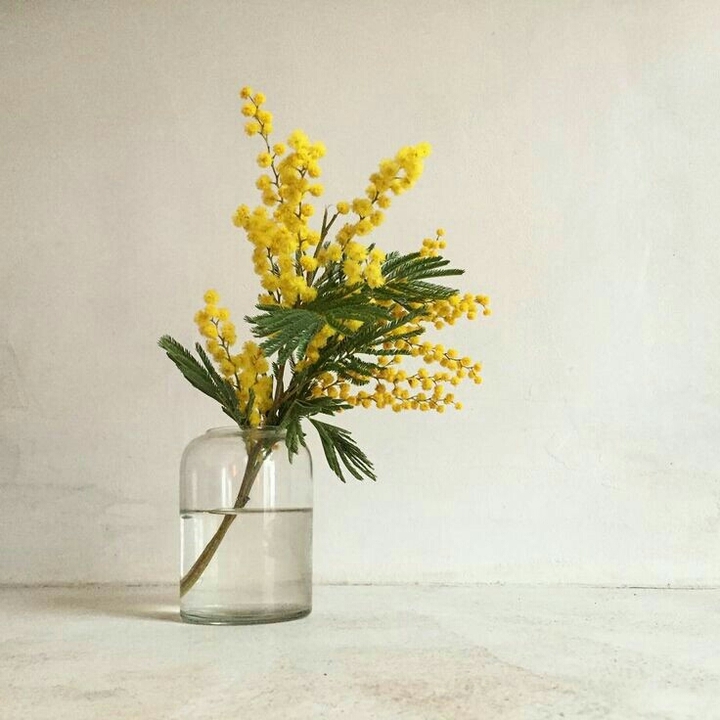 mimosa