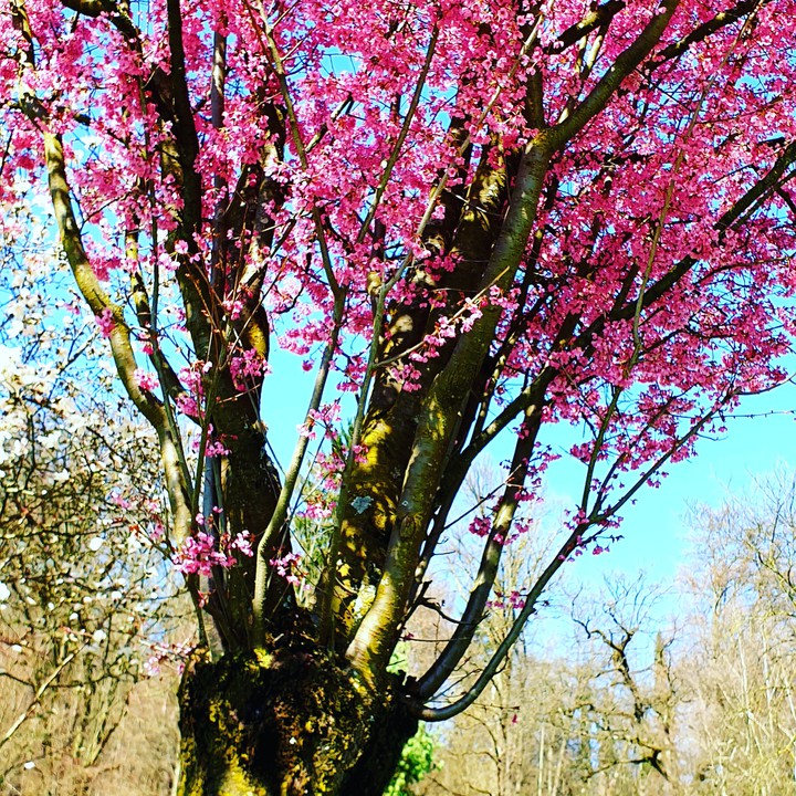 spring