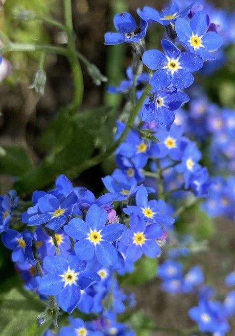 forgetmenot, groundcover桌布