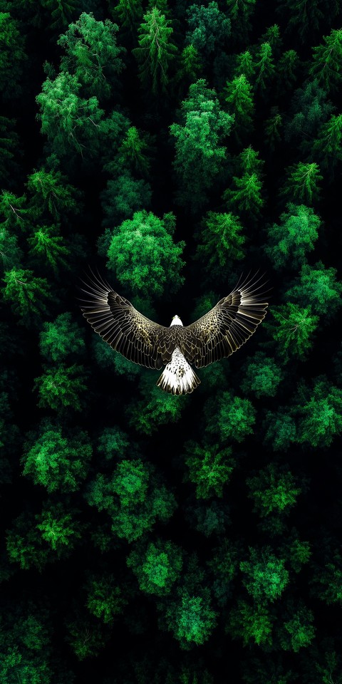 обои beak, bird