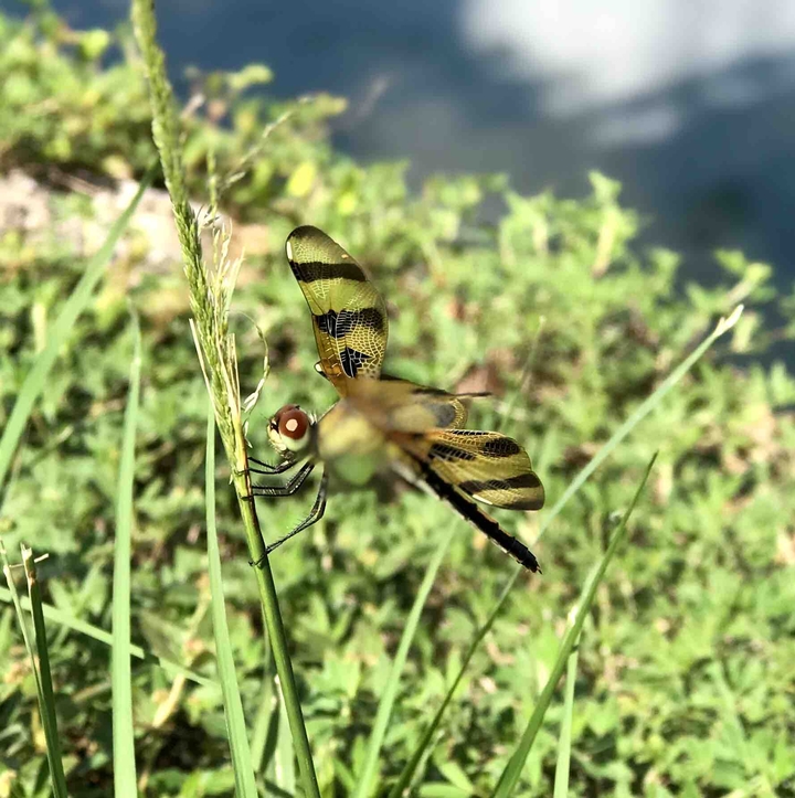 Dragonflie