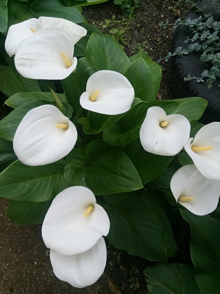 White