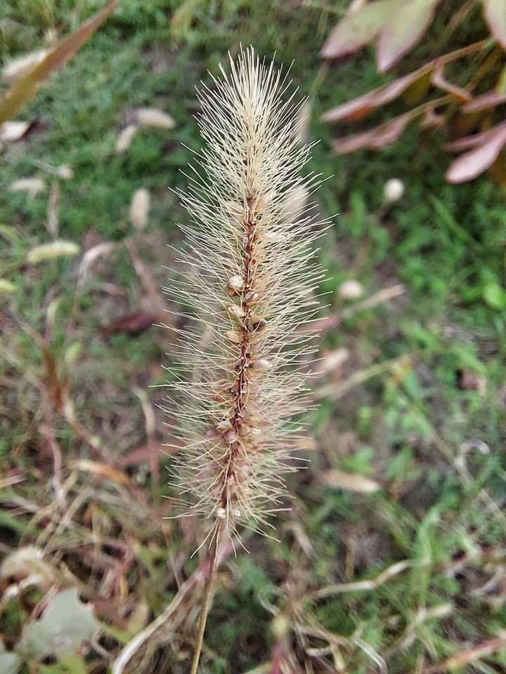 autumn