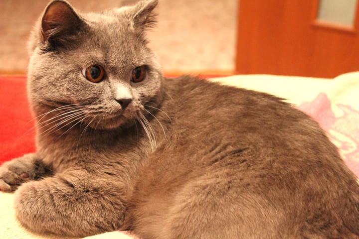 котэ
