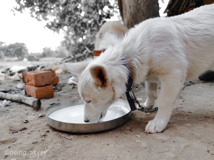 I love dogs...