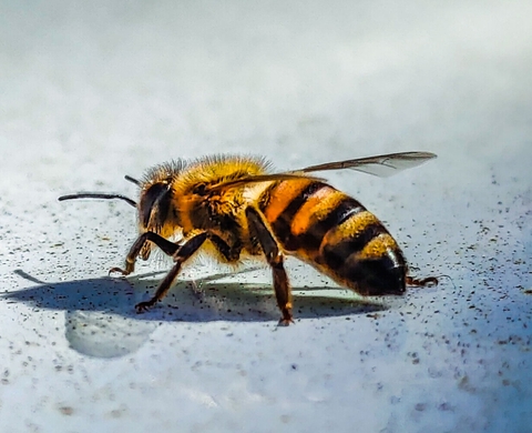Little Bee