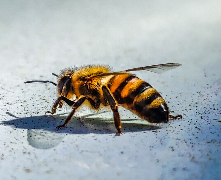 Little Bee