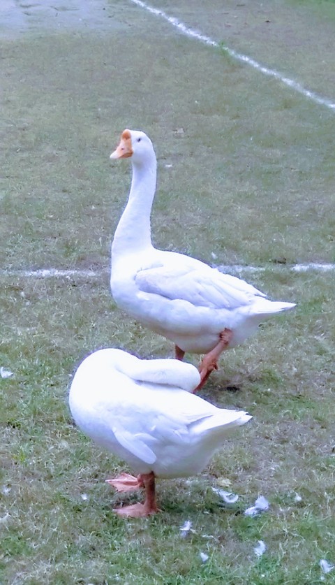 Duck