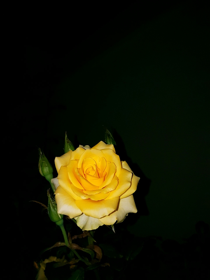 rose .s photography
