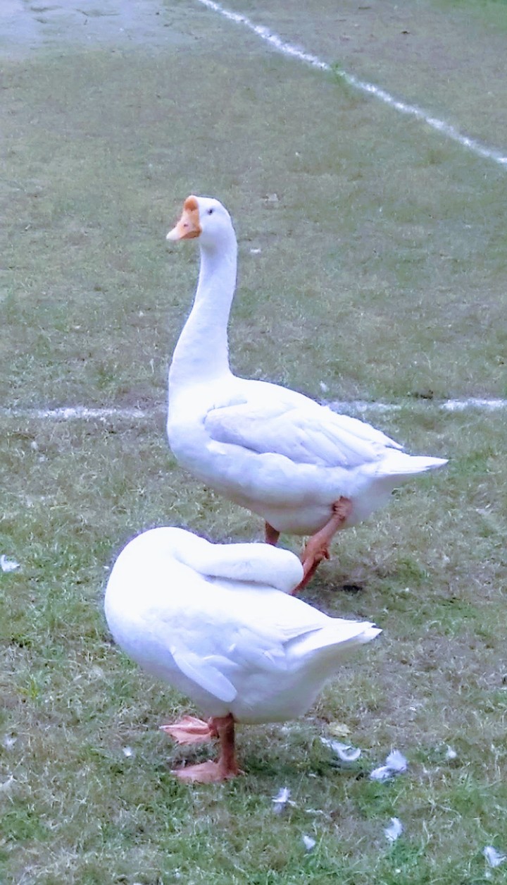 Duck