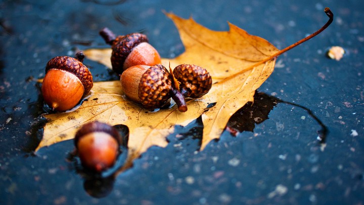 Autumn, nature, природа, осень