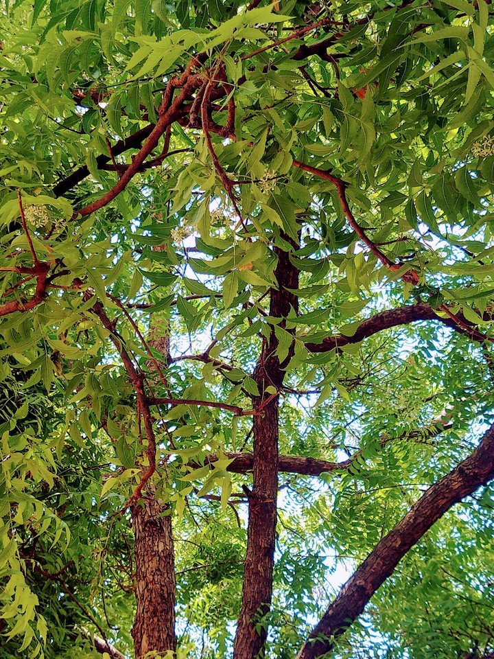 Neem leaf