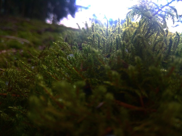 moss