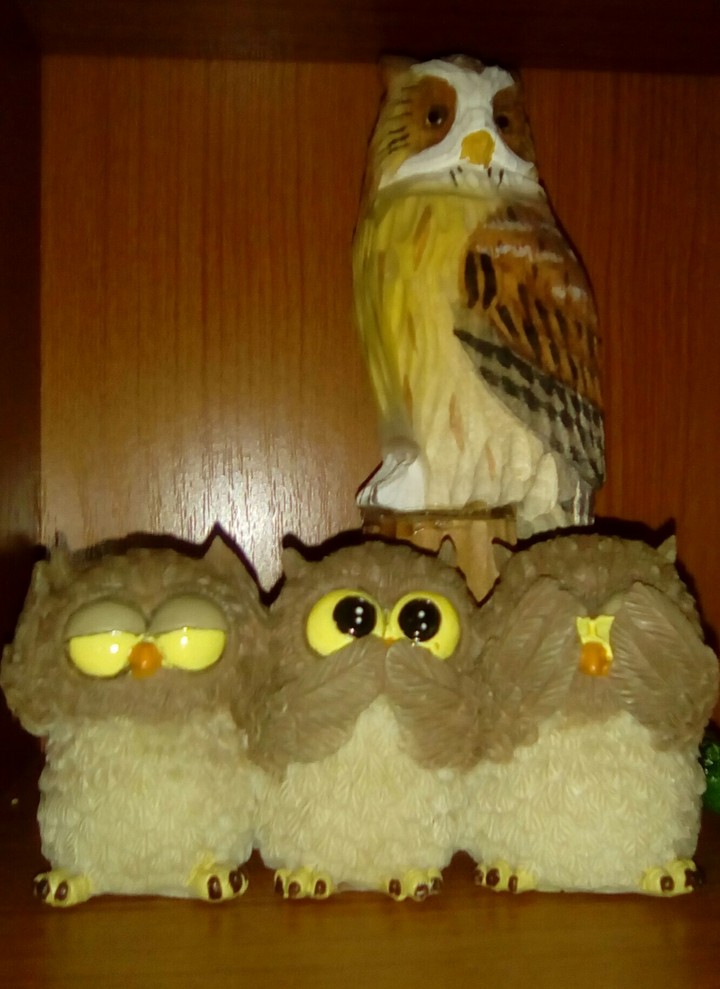 owls