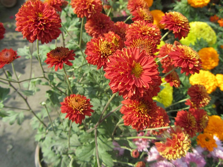 flower