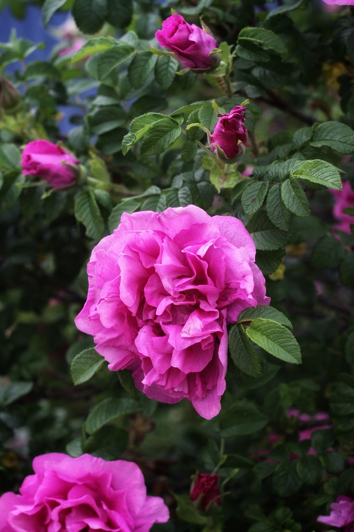 Flower