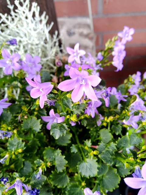 wallpaper plant, flower