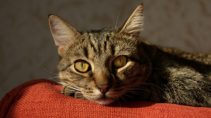 Cat 2