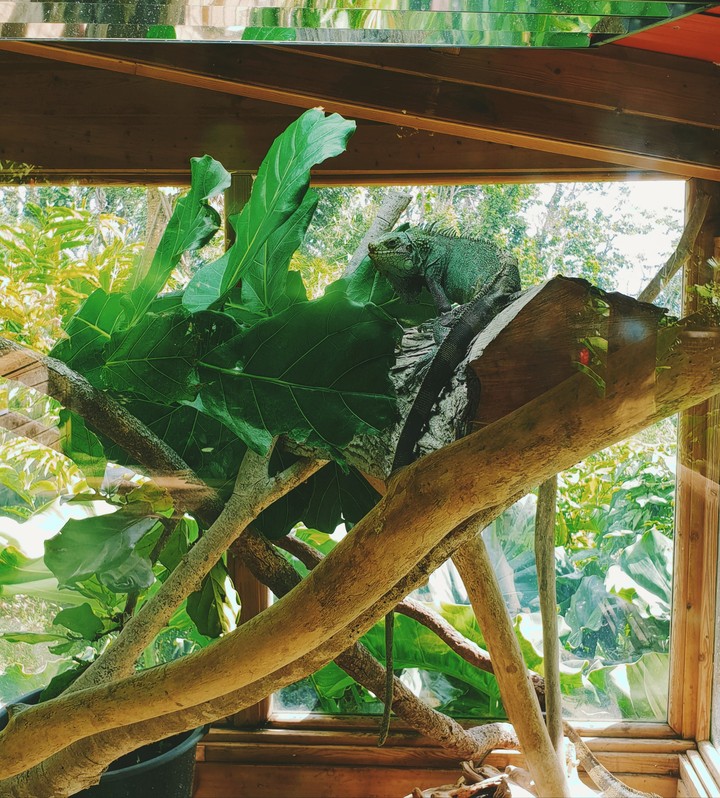 Iguane