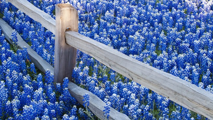 bed of violate flowers