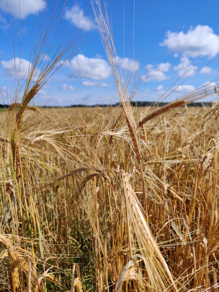 Wheat field ?
