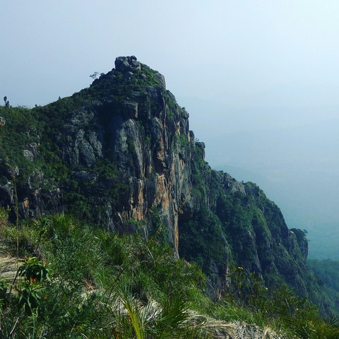 Mountain grern