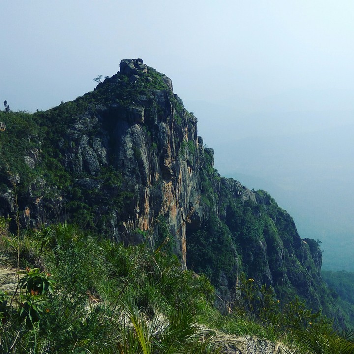 Mountain grern