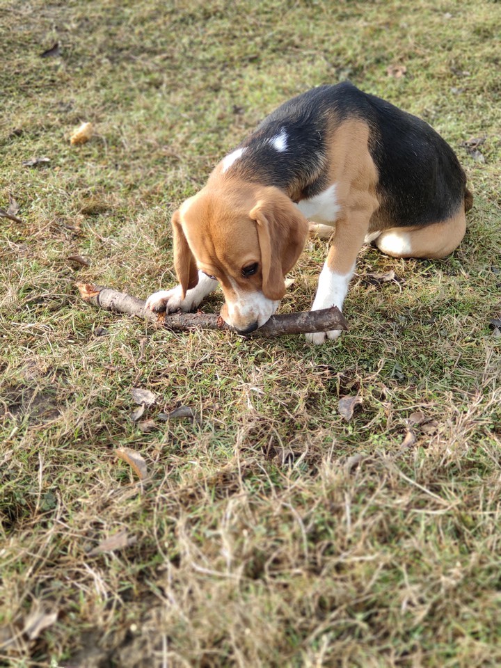Beagle. My little puppy.