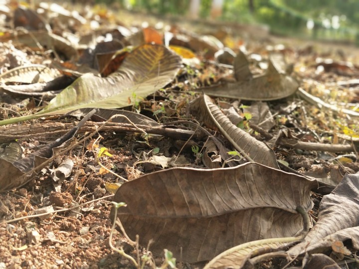 Autumn
