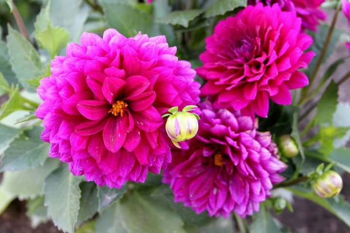 garden flower