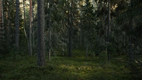 papéis de parede Wilderness, vegetation