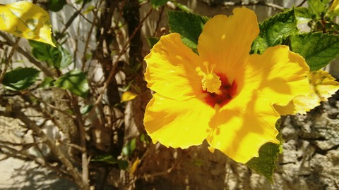 flor