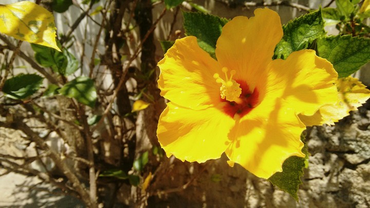 flor
