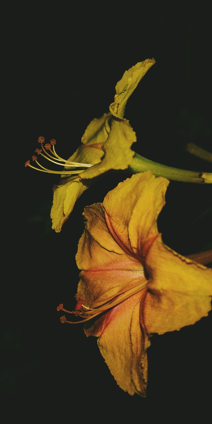 #Flower